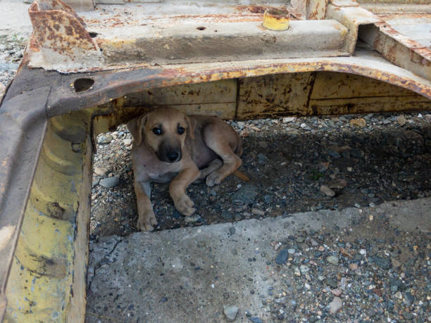 istock Stray puppy hiding inside old vehicle scrape in a junkyard 1345435203