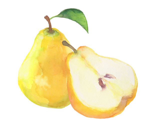 Illustration of Le Lectier drawn in watercolor Illustration of Le Lectier drawn in watercolor forelle pear stock illustrations