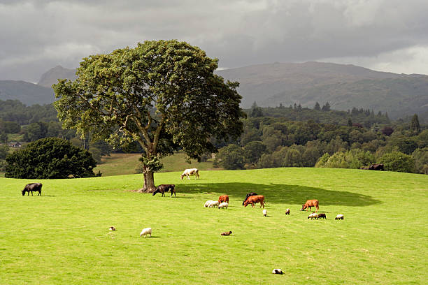 English Countryside