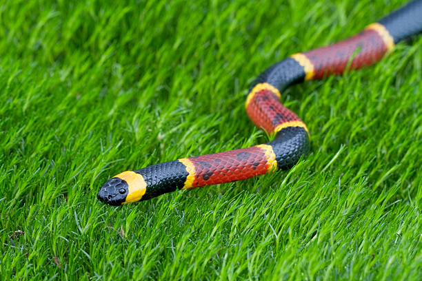 Eastern Coral Snake stock photo