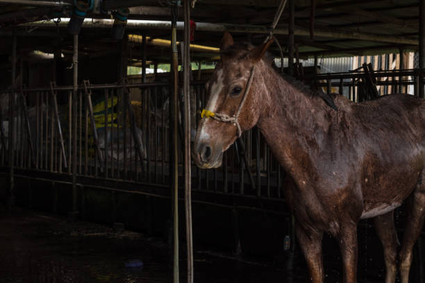 wet brown horse getting a bath in the stable