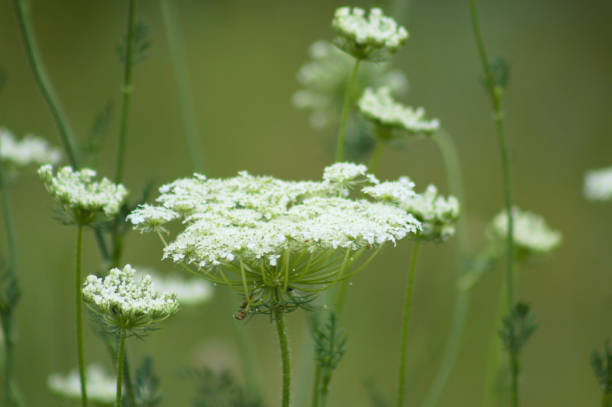 istock Wild carrot in bloom close-up view with blurred plants in background 1345440227