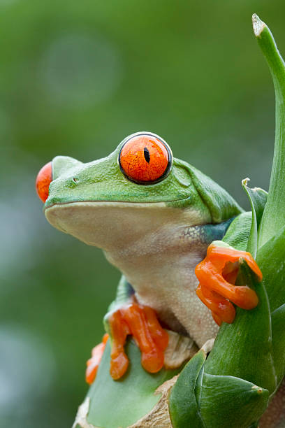 istock Red-eyed Tree Frog Looking Over Rainforest 134544059