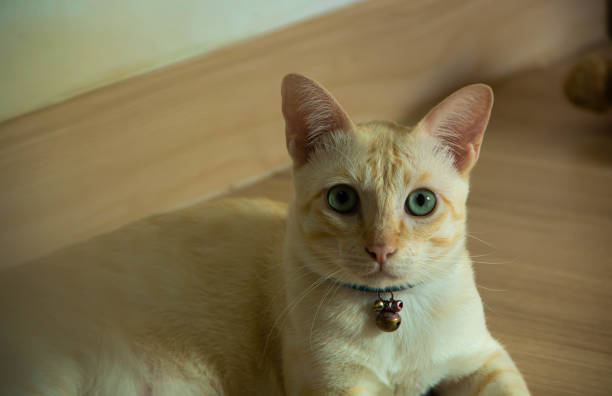 Portrait of a pretty domestic ginger tabby cat