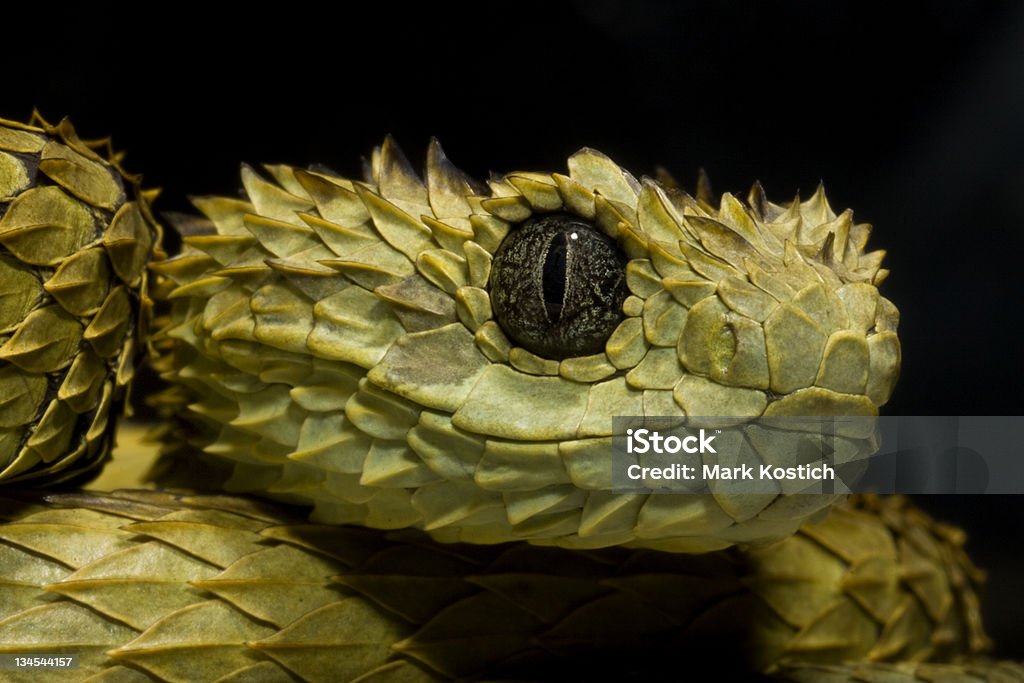 Волосатый Куст Випера змеиным (Atheris hispida - Стоковые фото Древесная африканская гадюка роялти-фри