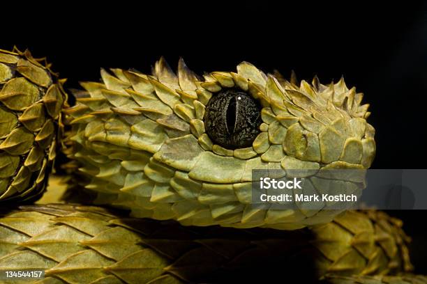 Волосатый Куст Випера Змеиным Atheris Hispida — стоковые фотографии и другие картинки Древесная африканская гадюка - Древесная африканская гадюка, Без людей, Влажный тропический лес