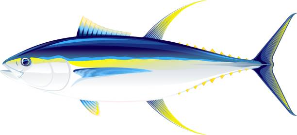 yellowfon_tuna_fish_isolated_illustration - yellowfin tuna stock illustrations