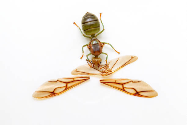istock Image of the queen of ants 1345442072