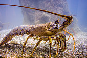 hummer-auf-dem-meeresboden.jpg?b=1&s=170x170&k=20&c=FqHiPtvFjpKOnAQElLw-d68aHfmMDjJx7zFiPcBSrHc=