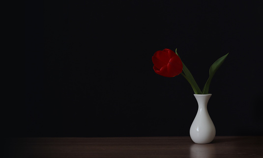 Red tulip flower in a vase, on a black background