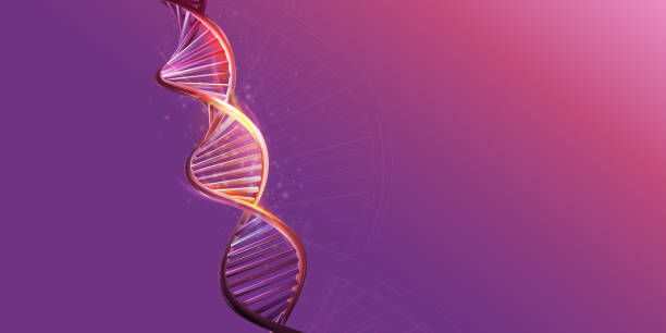 DNA double helix model on a purple background. Glowing model of DNA strand on a purple background. Vector illustration. genomics stock illustrations