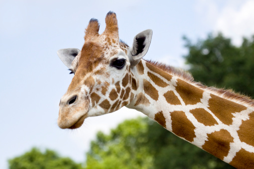African Giraffe - Horizontal Head Shot