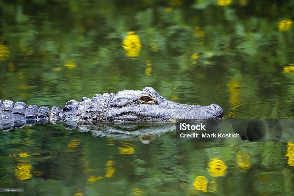 American Alligator Swimming in Everglades Alligator Stock Photo