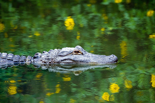 American Alligator Swimming in Everglades stock photo