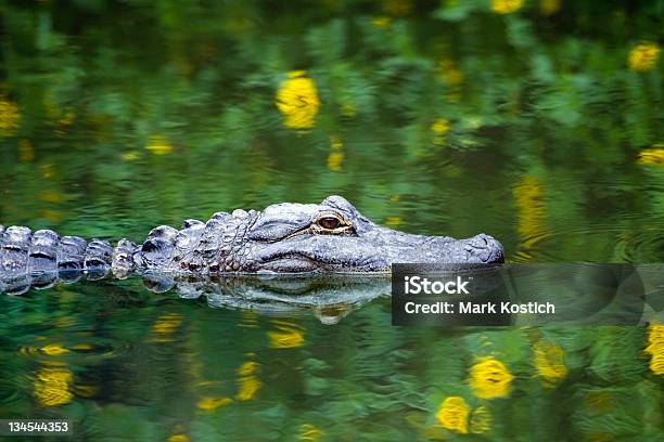 American Alligator Swimming In Everglades Stock Photo - Download Image Now - Alligator, Everglades National Park, Florida - US State