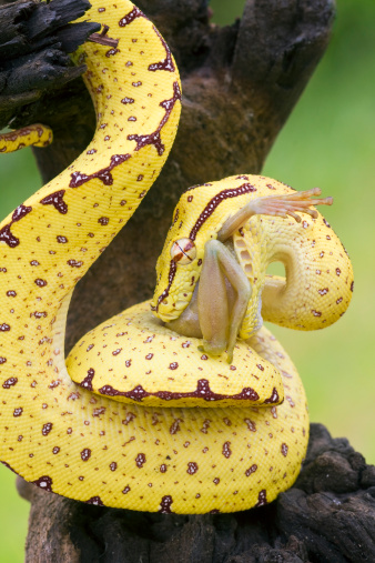 Wamena Green Tree Python Snake Stock Photo - Download Image Now ...
