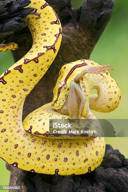 African Python Snake Tree Wamena Green Tree Python Snake Stock Photo - Download Image Now ...