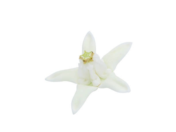 istock Close up white Crown flower 1345443846