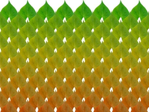 Pattern image the autumn of Obscure morning glory leave on white background.