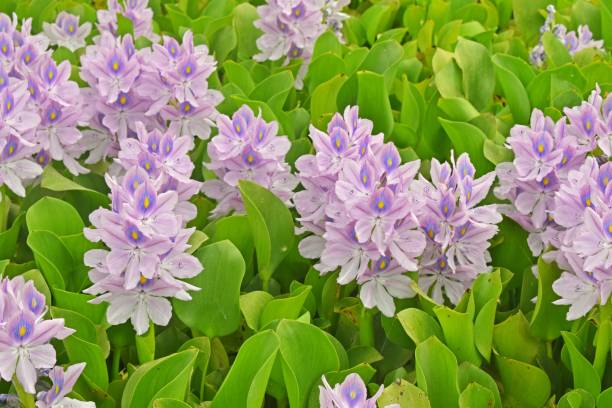 floating aquatic plant eichhornia crassipes - water hyacinth water plant pond nobody imagens e fotografias de stock