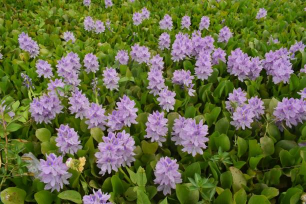 floating aquatic plant eichhornia crassipes - water hyacinth water plant pond nobody imagens e fotografias de stock