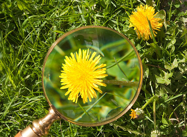 istock Magnifier, induced to flower Dandelion 134544451