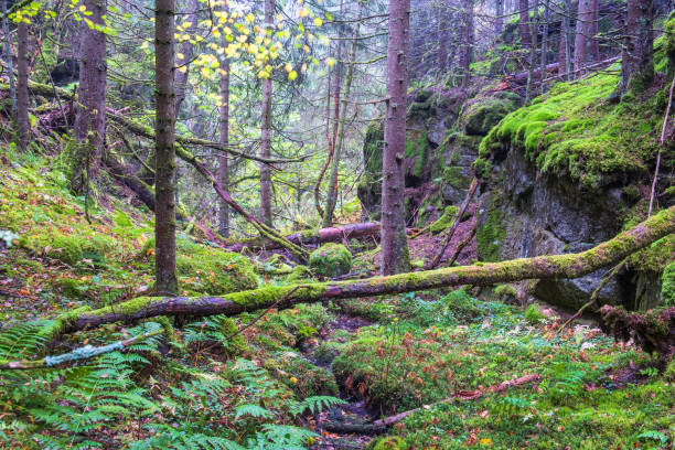 istock Fallen trees in a ravine at the wilderness 1345445186