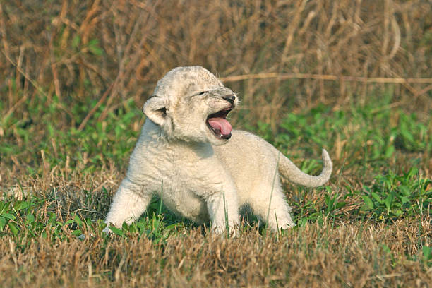 Wild lion (Panthera leo) cub resting in shade.