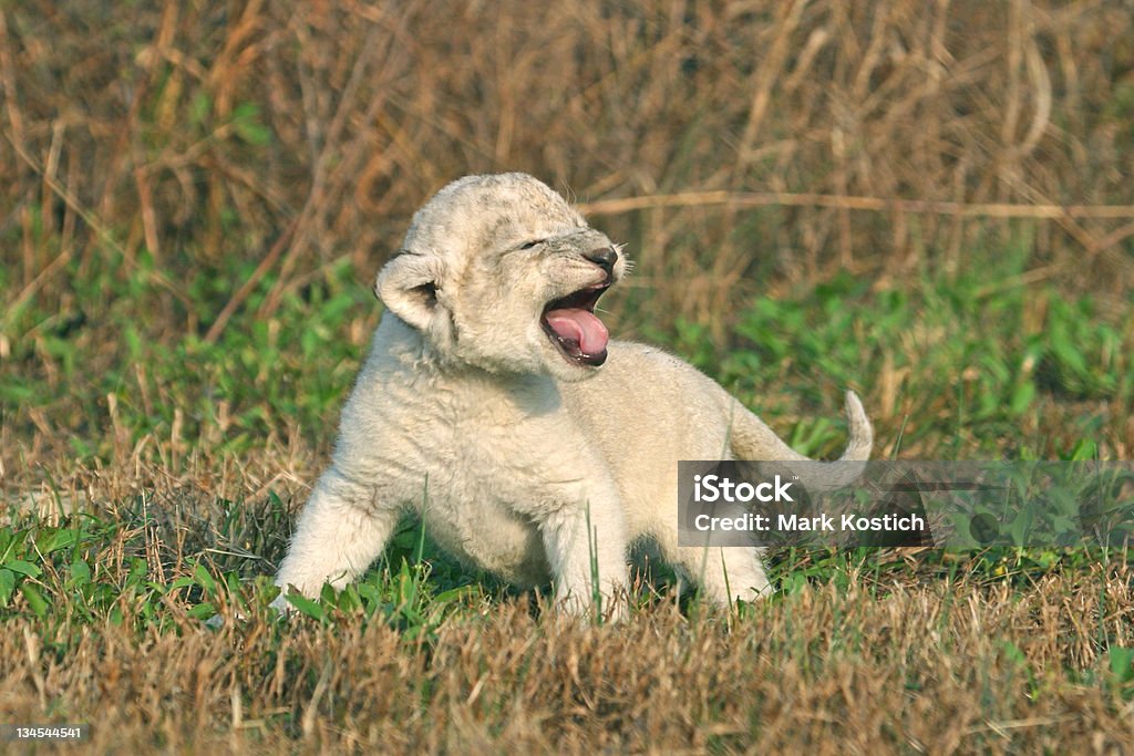 Baby White Lion Cub Baby White African Lion. White Lion Stock Photo