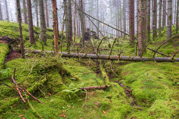 istock Coniferous forest with green moss on the forest floor 1345445880