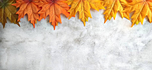 istock Autumn maple leaves on a dark gray background 1345447363