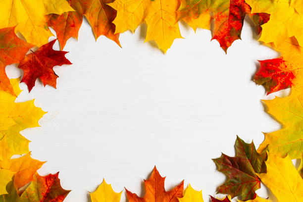 Photo of Multi-colored bright maple leaves on a white wooden table top view. Autumn background of red, yellow, orange plants with copy space, postcard and frame from natural material.