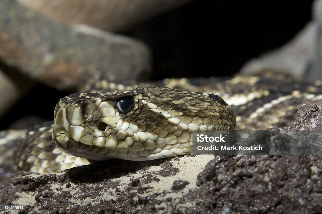 Восточные гремучник ромбический-Crotalus adamanteus - Стоковые фото Без людей роялти-фри