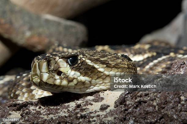 Восточные Гремучник Ромбическийcrotalus Adamanteus — стоковые фотографии и другие картинки Без людей