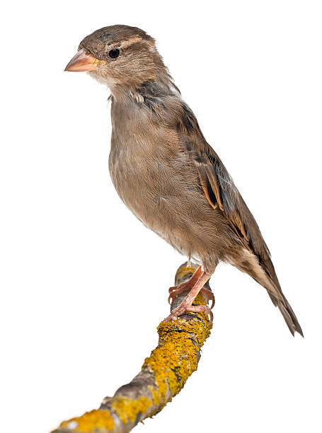 istock Female House Sparrow, on a branch 134545016