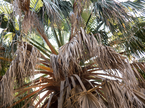coconut tree foliage