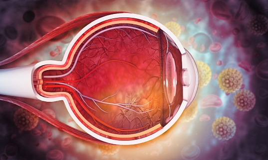 Anatomía del ojo humano. Estructura interior. Ilustración 3D photo