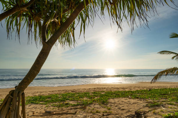 istock Beautiful sea on sunny day coconut palm tree frame covered and shaded on the sandy beach Thailand Travel vacation background concept Summer beach with sunny sky at Phuket Thailand 1345452085