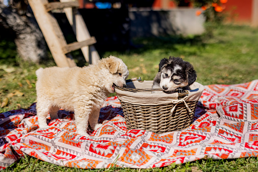 Cute dog studio portrait. Three Cavalier King Charles Spaniel puppy. standing in basket on gray background\nBlenheim (chestnut and white)