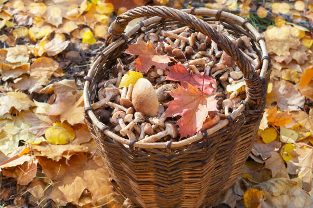 A basket filled with mushrooms stands on fallen leaves in the autumn forest. Selective focus stock photo