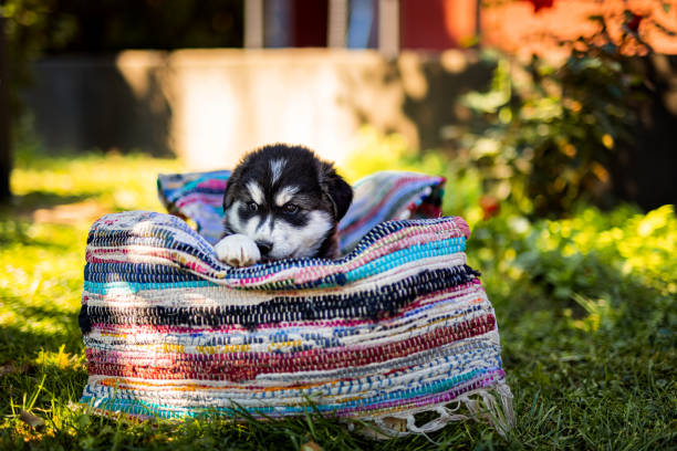 Cute puppy in back yard enjoys in shadow