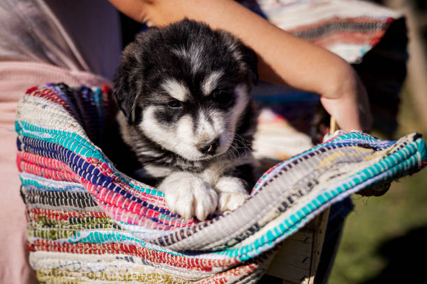 Cute Siberian Husky puppy