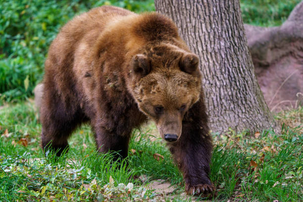 istock Kamchatka brown bear in the forest, Ursus arctos beringianus 1345454261