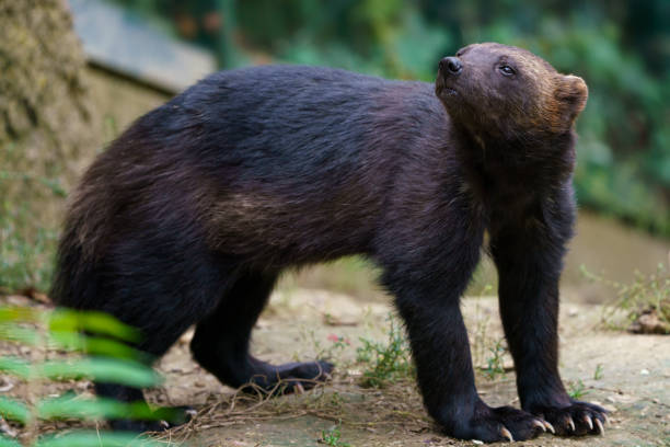 glotón siberiano, gulo gulo en la naturaleza - wolverine endangered species wildlife animal fotografías e imágenes de stock