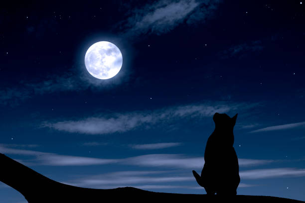 istock Supermoon rising over the cat on a tree 1345454497