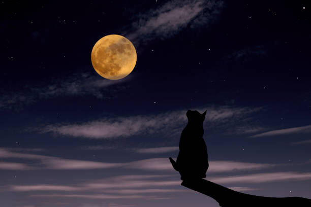 istock Strawberry supermoon rising over the cat on a tree 1345454528
