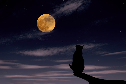 Strawberry supermoon rising over the cat on a tree in midnight.