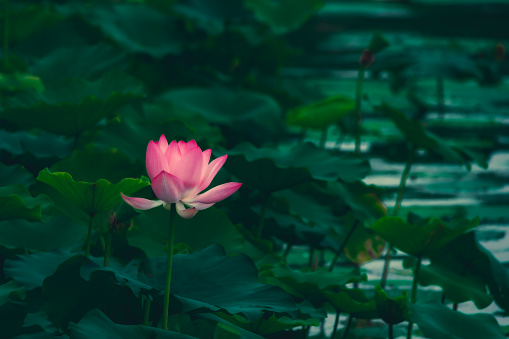 Lotus flower blooming in pond with green leaves