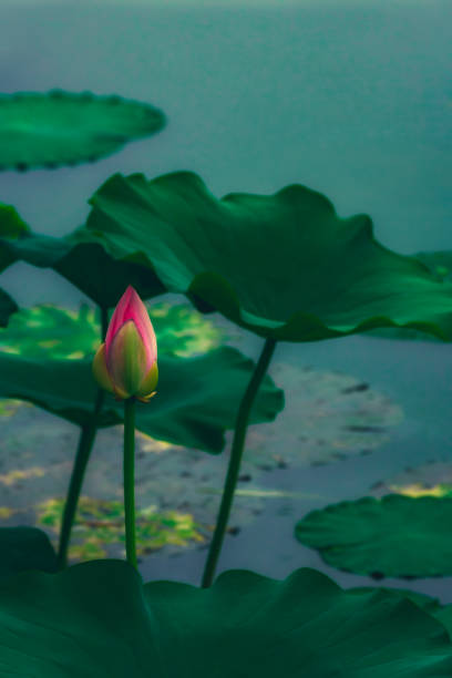 foglie di loto e loto che fioriscono nello stagno estivo - lotus single flower water lily water foto e immagini stock