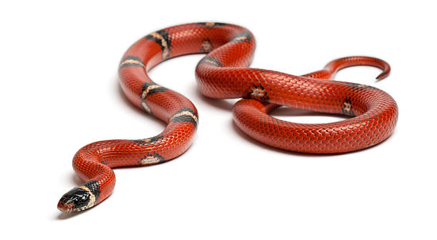 istock Sinaloan milk snake, Lampropeltis triangulum sinaloae 134545526